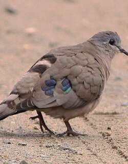 绿点森鸠 / Emerald-spotted Wood Dove / Turtur chalcospilos