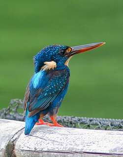 蓝胸翠鸟 / Indigo-banded Kingfisher / Ceyx cyanopectus