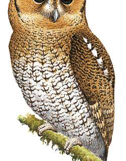 秘鲁林角鸮 / Cloud-forest Screech Owl / Megascops marshalli