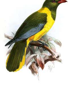 绿头黄鹂 / Green-headed Oriole / Oriolus chlorocephalus