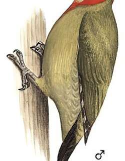 红颈绿啄木鸟 / Red-collared Woodpecker / Picus rabieri