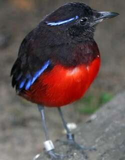 黑冠八色鸫 / Graceful Pitta / Erythropitta venusta