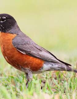旅鸫 / American Robin / Turdus migratorius
