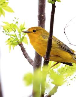 美洲黄林莺 / American Yellow Warbler / Setophaga aestiva
