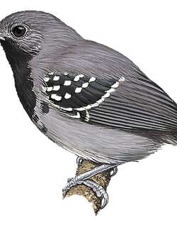 亚马孙蚁鹩 / Ihering’s Antwren / Myrmotherula iheringi