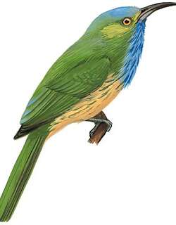 蓝须夜蜂虎 / Blue-bearded Bee-eater / Nyctyornis athertoni