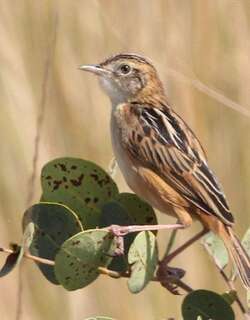 霄扇尾莺 / Dambo Cisticola / Cisticola dambo