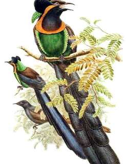 黑蓝长尾风鸟 / Arfak Astrapia / Astrapia nigra