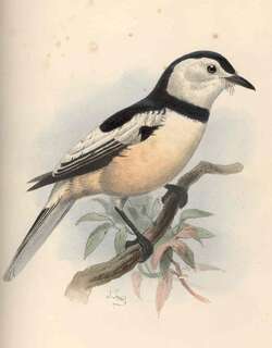 棕腹鹟 / Buff-bellied Monarch / Neolalage banksiana