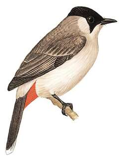 白喉红臀鹎 / Sooty-headed Bulbul / Pycnonotus aurigaster