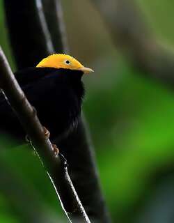 金头娇鹟 / Golden-headed Manakin / Ceratopipra erythrocephala