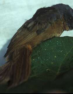 西拟雀 / Western Hemispingus / Sphenopsis ochracea