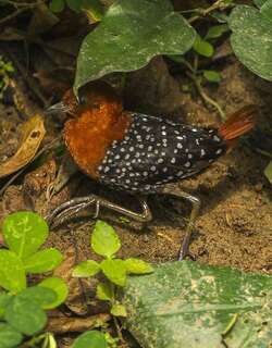 白斑侏秧鸡 / White-spotted Flufftail / Sarothrura pulchra