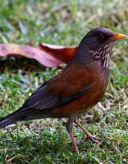 棕背鸲鸫 / Rufous-backed Thrush / Turdus rufopalliatus