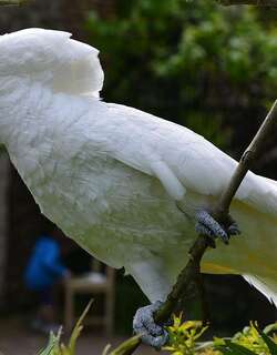 白凤头鹦鹉 / White Cockatoo / Cacatua alba