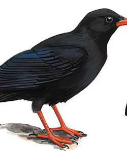 红嘴山鸦 / Red-billed Chough / Pyrrhocorax pyrrhocorax