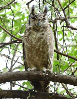 灰雕鸮 / Greyish Eagle-Owl / Bubo cinerascens