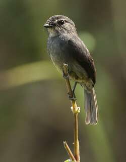暗蓝鹟 / Dusky-blue Flycatcher / Muscicapa comitata