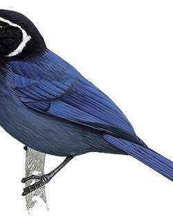 白喉蓝头鹊 / White-throated Jay / Cyanolyca mirabilis