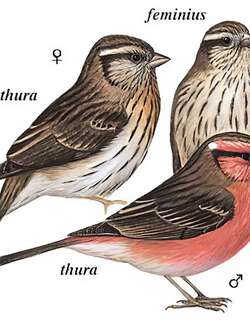 喜山白眉朱雀 / Himalayan White-browed Rosefinch / Carpodacus thura