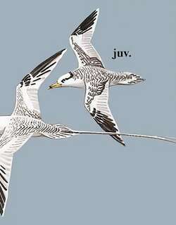 红嘴鹲 / Red-billed Tropicbird / Phaethon aethereus