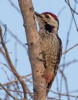 雀斑胸啄木鸟 / Freckle-breasted Woodpecker / Dendrocopos analis