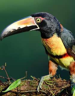 领簇舌巨嘴鸟 / Collared Aracari / Pteroglossus torquatus