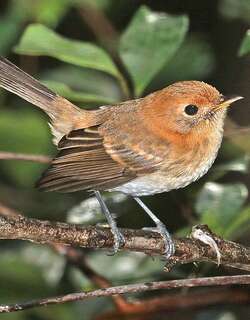 瓦岛蚋鹟 / Oahu Elepaio / Chasiempis ibidis