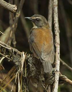 褐胸鸲鸫 / Brown-chested Alethe / Chamaetylas poliocephala