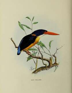 苏拉三趾翠鸟 / Sula Dwarf Kingfisher / Ceyx wallacii