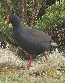 果夫岛黑水鸡 / Gough Moorhen / Gallinula comeri
