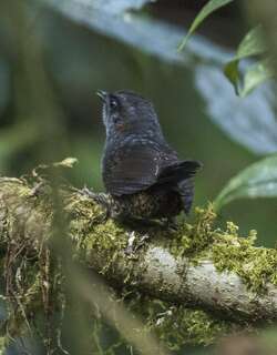 银额窜鸟 / Silvery-fronted Tapaculo / Scytalopus argentifrons
