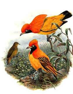 辉亭鸟 / Masked Bowerbird / Sericulus aureus