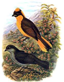 金亭鸟 / Golden Bowerbird / Prionodura newtoniana