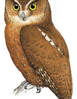 恩加诺角鸮 / Enggano Scops Owl / Otus enganensis