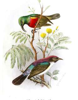林双领花蜜鸟 / Forest Double-collared Sunbird / Cinnyris fuelleborni