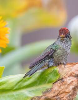 绿背火冠蜂鸟 / Green-backed Firecrown / Sephanoides sephaniodes