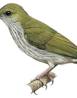 婆罗洲捕蛛鸟 / Bornean Spiderhunter / Arachnothera everetti
