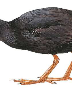 库岛田鸡 / Kosrae Crake / Zapornia monasa