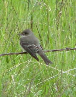 暗纹霸鹟 / American Dusky Flycatcher / Empidonax oberholseri