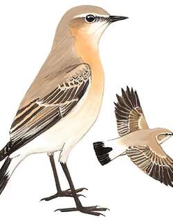 沙䳭 / Isabelline Wheatear / Oenanthe isabellina