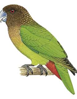 羞怯鹦鹉 / Modest Tiger Parrot / Psittacella modesta