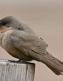 非洲岩燕 / Rock Martin / Ptyonoprogne fuligula
