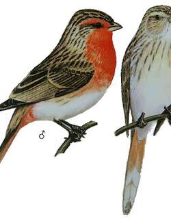 朱鹀 / Przevalski’s Finch / Urocynchramus pylzowi