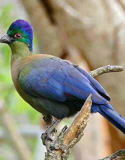 紫冠蕉鹃 / Purple-crested Turaco / Tauraco porphyreolophus