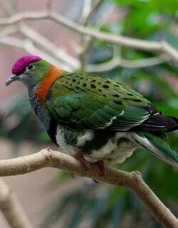 华丽果鸠 / Superb Fruit Dove / Ptilinopus superbus