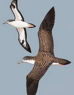 白额鹱 / Streaked Shearwater / Calonectris leucomelas