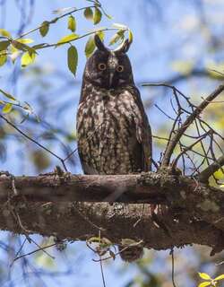 乌耳鸮 / Stygian Owl / Asio stygius