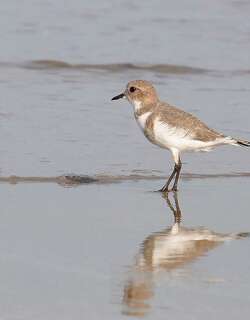 双斑鸻 / Two-banded Plover / Charadrius falklandicus