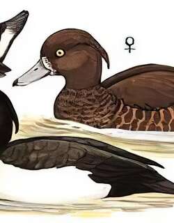 凤头潜鸭 / Tufted Duck / Aythya fuligula